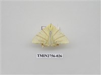 藏品(尺蛾325)的圖片